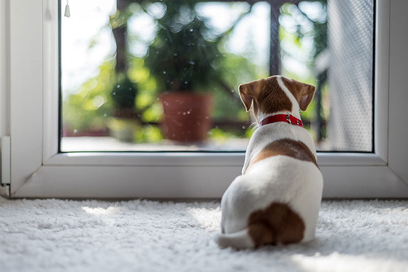 Dog Looking Out Clear Window